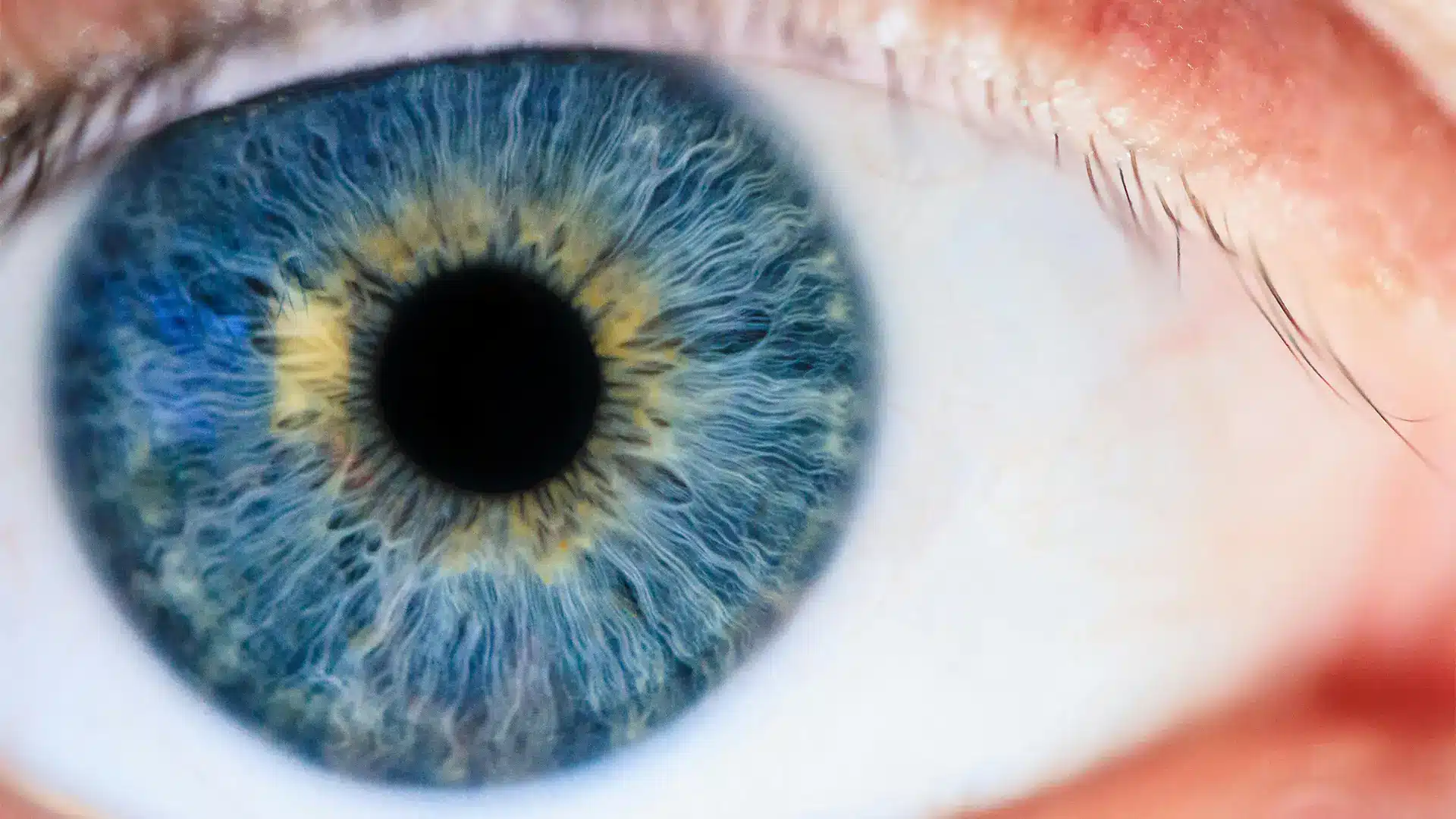 De iris in onze ogen head